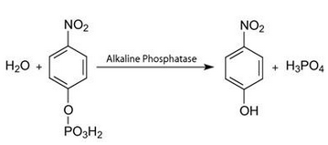 enzyme-substrate-review