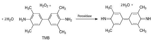 enzyme-substrate-review